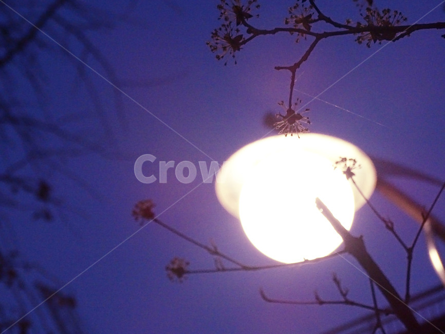 전봇대,수술,식물,나뭇가지,조명,야경,밤,풍경,nightscape,night,landscape,nature,자연,outdoors,옥외,flare,플레어,light,빛