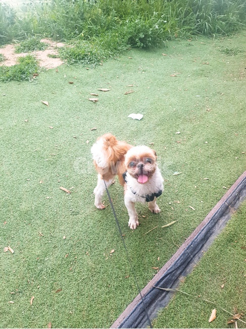 강아지,행복,동물,웃음,dog,happy