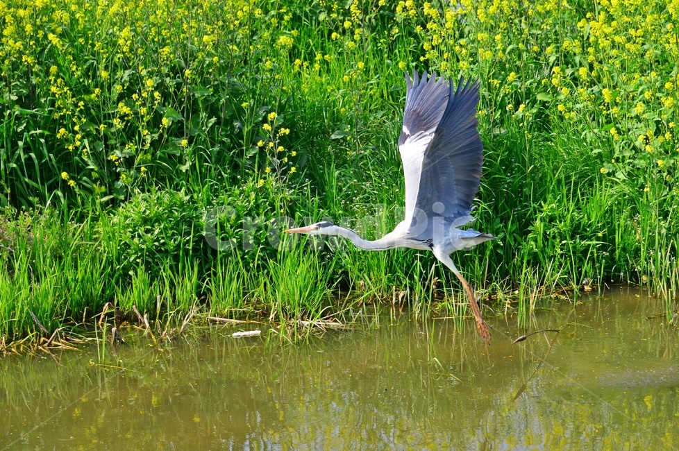 animal,동물,bird,새,waterfowl,물새,stork,황새,하천,강변,왜가리,백로,비상,동물,animal,조류,새,birds