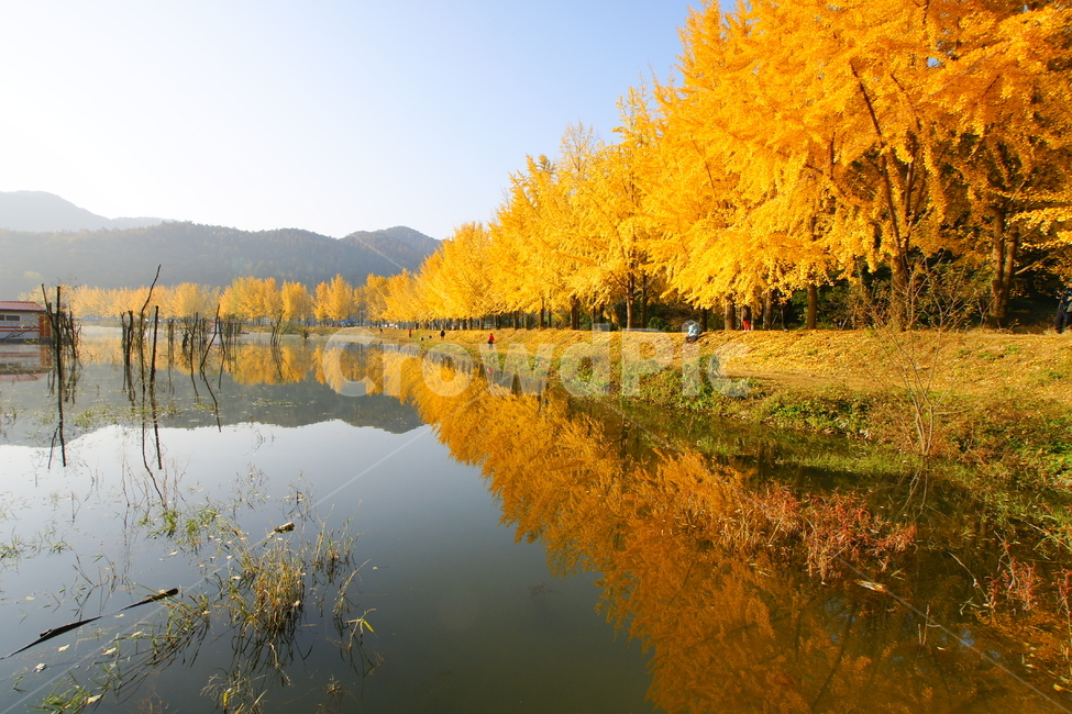 문광저수지,괴산군,은행나무,가을,저수지,가을,계절,fall,autumn,season,자연,풍경,nature,landscape,water,물,outdoors,옥외,tree,나무,plant,식물