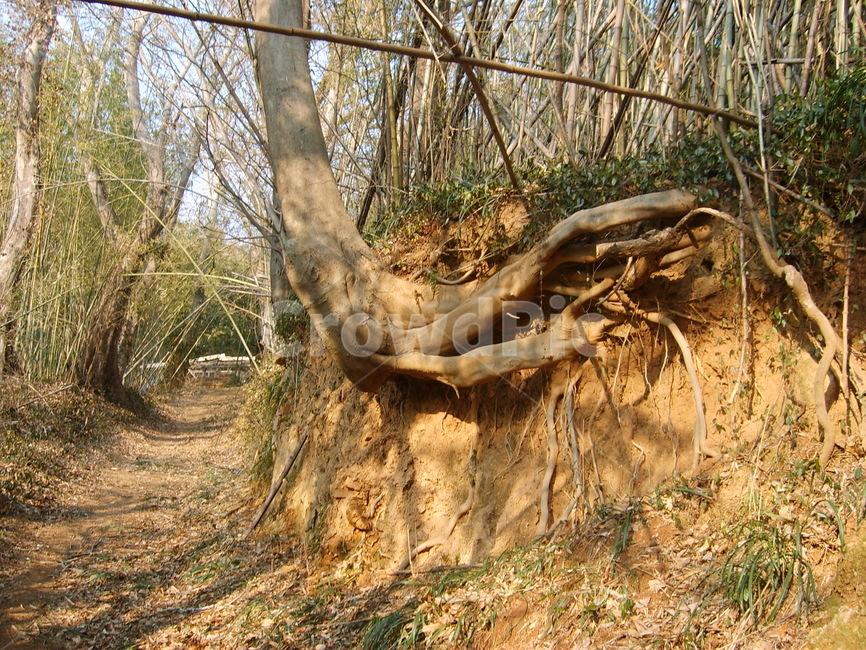 시골,나무길,등산,기형나무,나무뿌리,나무,trees,wood