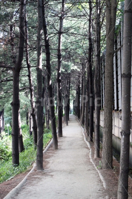 산책,다리,길,나무,숲,화분,풀,그늘,나들이,자연,풍경,nature,landscape,outdoors,옥외,arbour,정자,garden,정원,path,통로