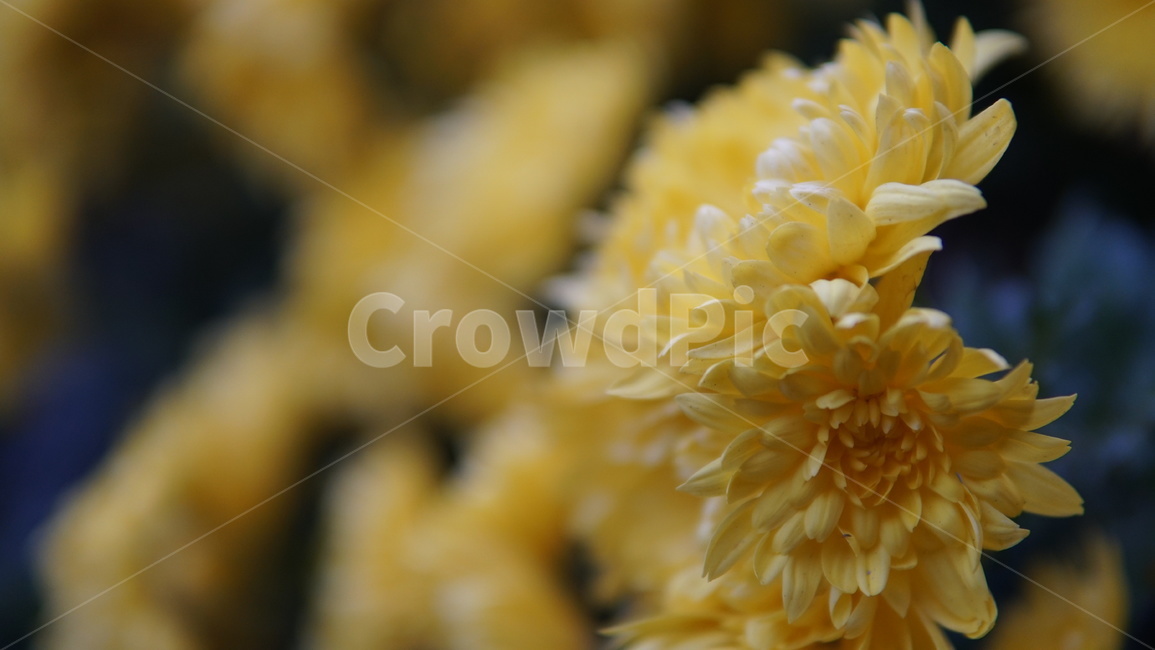 노란꽃,꽃,노란,노랑,자연,감성,식물,자연,plants,nature,꽃,flower