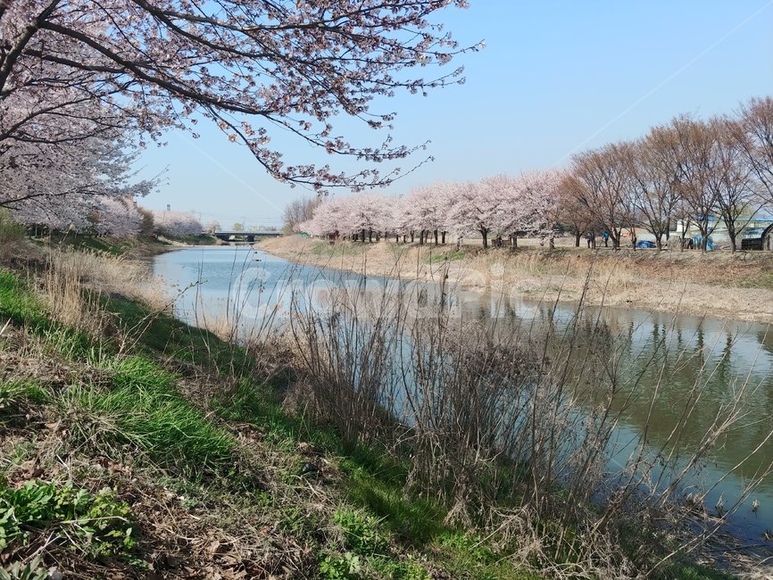 황구지천,봄,하천,산책길,벗꽃,4월,나무,수원,서수원,오목천동,낮,오후