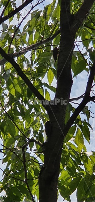 나무,잎,바람,매미,초가을,풍경,하늘,sky,곤충,벌레,insect,bug