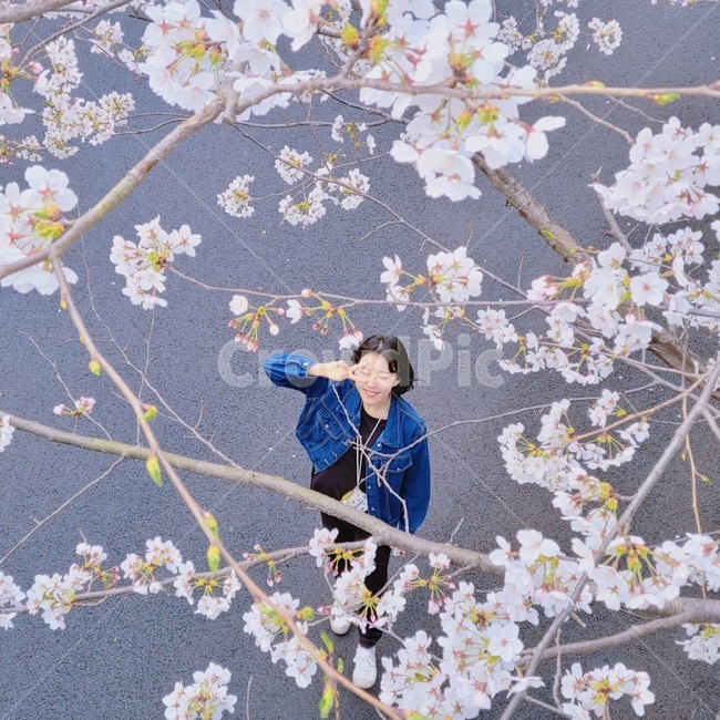 봄,꽃,벚꽃,사람,여자,봄,계절,spring,season,사람,인물,인간,human,person,여성,여자,woman,female,lady