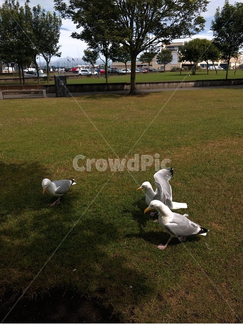 동물,새,갈매기,seagull,bird,animal,동물,animal,조류,새,birds