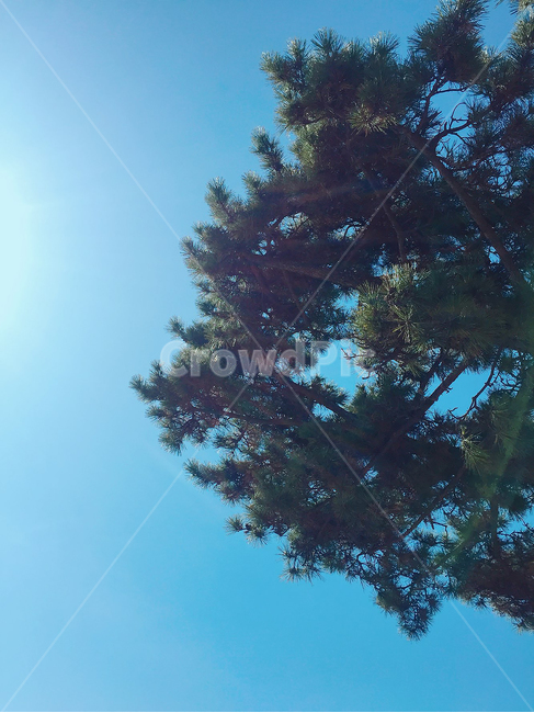 나무,구름,하늘,자연,숲,식물,자연,plants,nature,나무,trees,wood