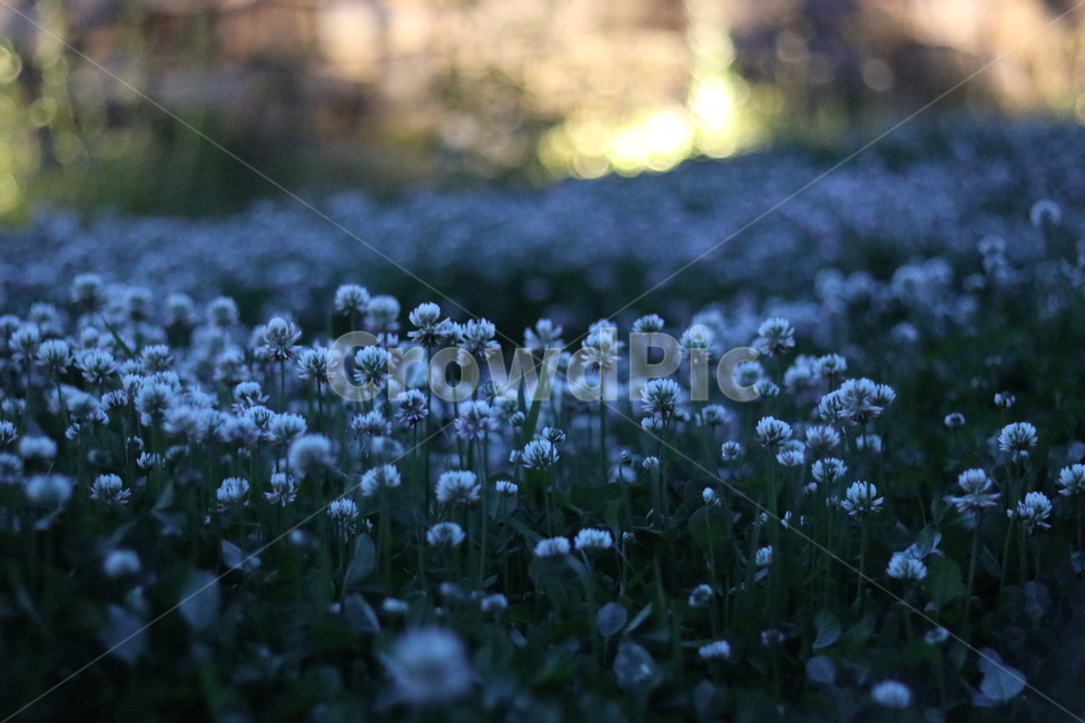 토끼풀,봄,행운,밤,흰색,식물,자연,plants,nature,꽃,flower