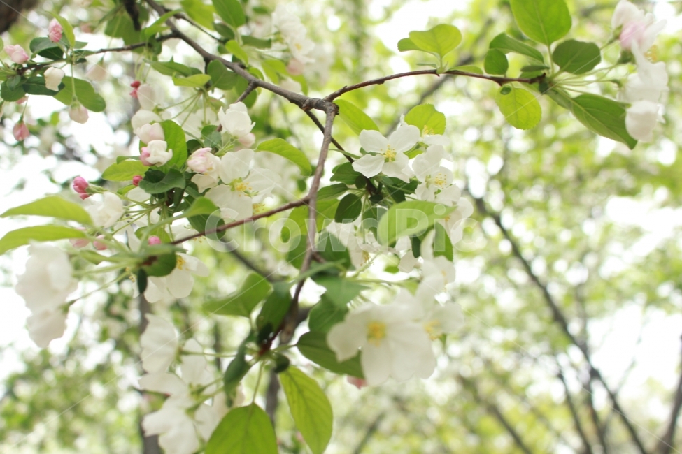 꽃,나무,자연,봄,식물,식물,자연,plants,nature,꽃,flower