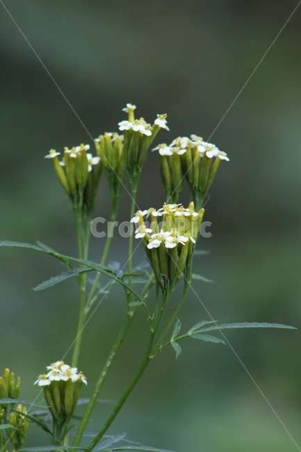 만수국아재비,꽃,식물,야생화,Maxicanmarigold,식물,자연,plants,nature,꽃,flower