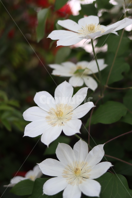 plant,식물,blossom,geranium,제라늄,flower,꽃,pollen,정원,white,green,하얀,하얀꽃,백화,식물,자연,plants,nature,꽃,flower