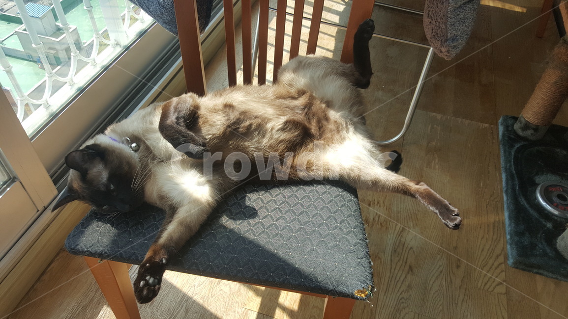 고양이,샴,샴고양이,cat,반려묘,개냥이,동물,일광욕,동물일광욕,동물,animal,포유류,mammal,고양이,cat,kitten,kitty