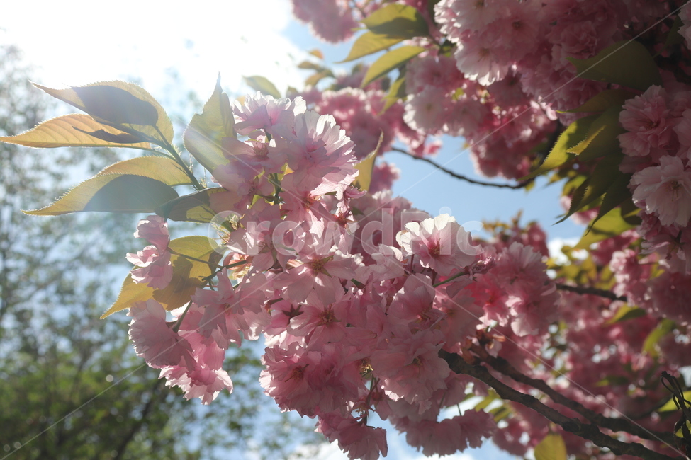 plant,식물,blossom,꽃,flower,식물,자연,plants,nature,꽃,flower