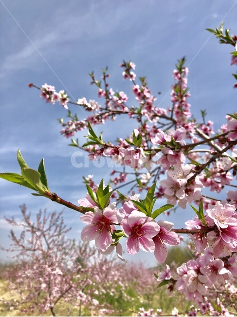 복사꽃,분홍,꽃,봄,꽃나무,봄,계절,spring,season,식물,자연,plants,nature,꽃,flower,plant,blossom