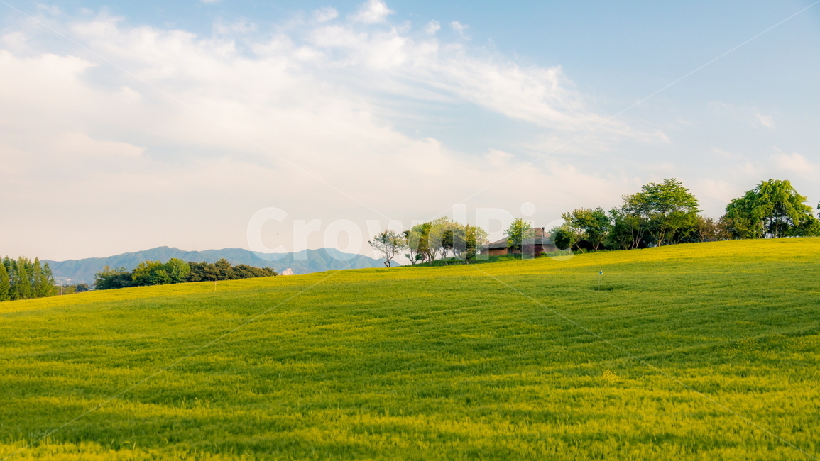 청보리,청보리밭,보리,풍경,landscape,고창청보리밭,봄