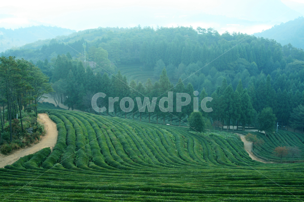 한국,보성,다원,아침,녹색,맑은,녹차밭,싱그러운,농업,농사,agriculture,farming,farming industry