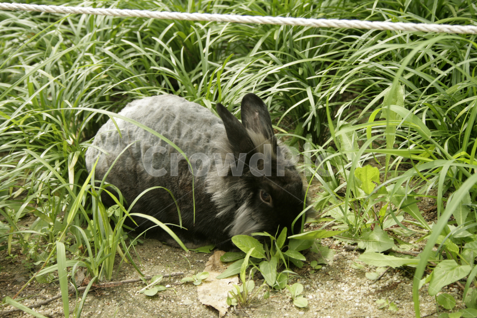 토끼,동물,animals,포유류,검은토끼,cute,동물,animal,포유류,mammal