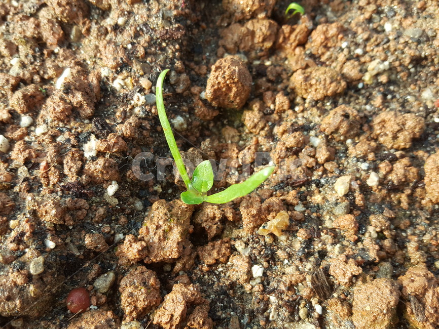 밭,싹,봄,시골,씨앗,식물,자연,plants,nature