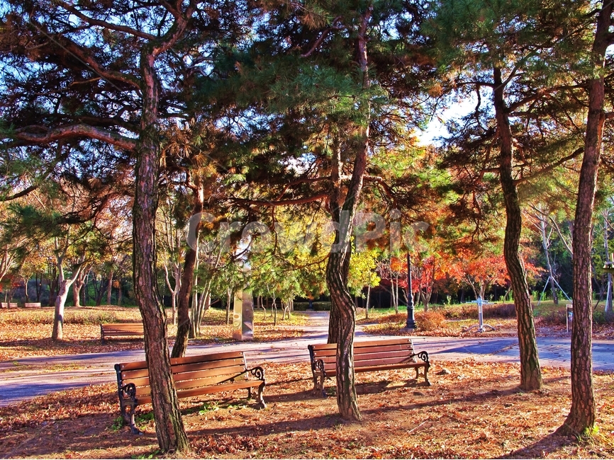 전주,소나무,가을,공원,가을풍경,가을,계절,fall,autumn,season,자연,풍경,nature,landscape,식물,plants,나무,trees,wood,휴식,힐링,rest,relaxation,healing,tree,plant,tree trunk,나무 줄기