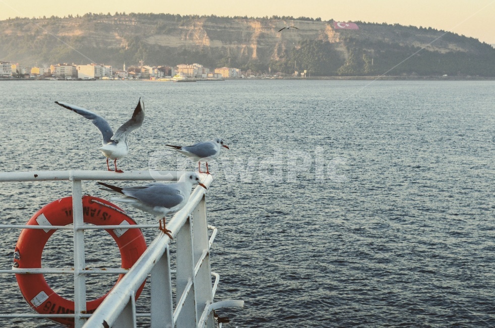 갈매기,바다,새,seagull,bird