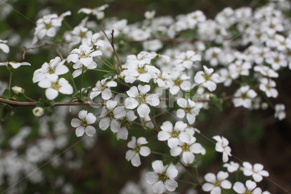 plant,식물,꽃,flower,조팝나무