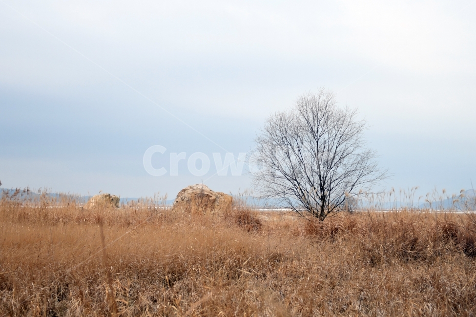 갈대,갈대밭,우음도,겨울갈대,길,풍경,강아지풀,나무,겨울,계절,winter,season,자연,풍경,nature,landscape,한국자연풍경,한국자연경관,korea nature landscape,outdoors,옥외,field,들,grassland,목초지,savanna,대초원