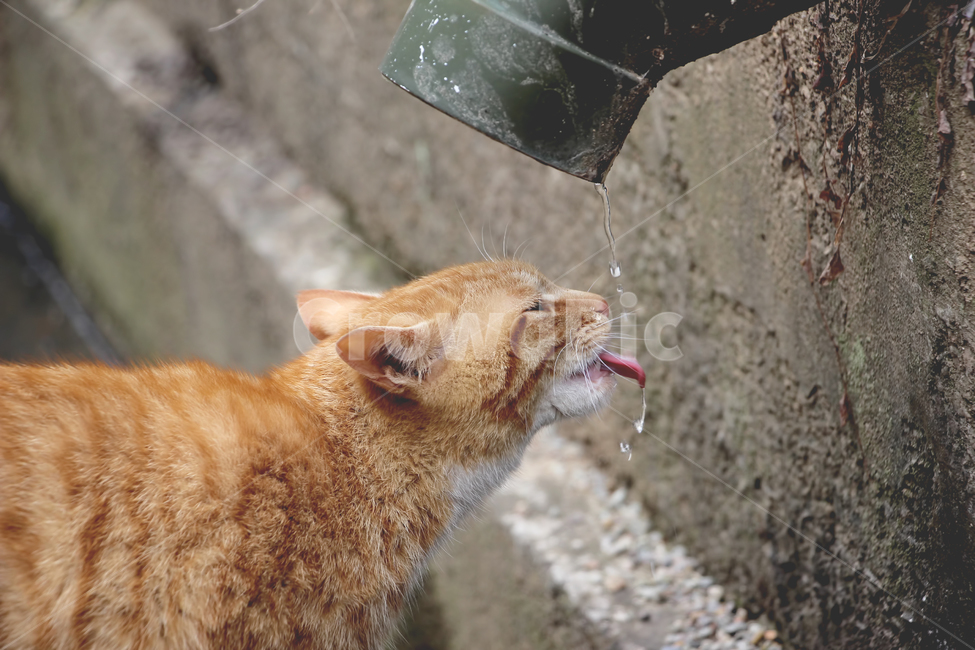 고양이,시선,감성,귀여움,색감,동물,animal,포유류,mammal,고양이,cat,kitten,kitty