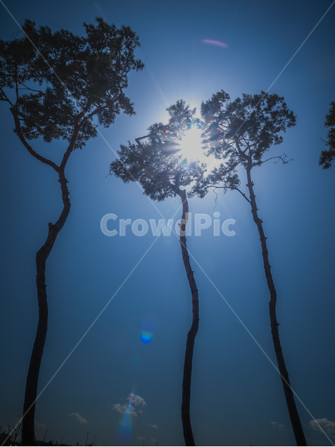 태양,햇살,나무,자연,햇볕,자연,풍경,nature,landscape,light,빛,flare,플레어,weather,날씨
