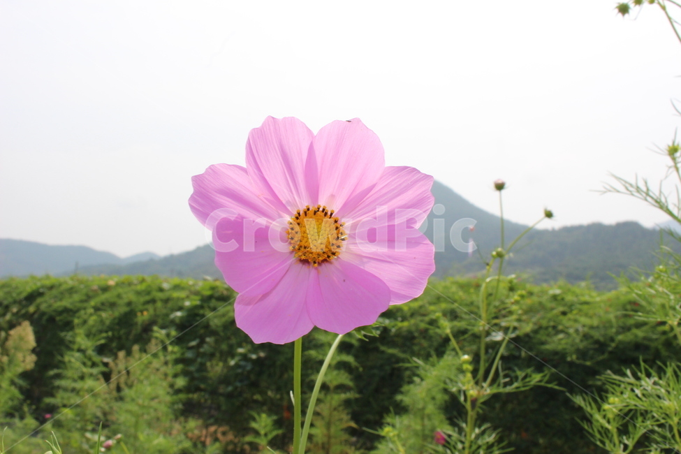 코스모스,가을,비치는,투명,따뜻한,cosmos,autumn,pink,질감,빛,볕,햇볕,햇살,겹치는,겹겹이,꽃잎,자연,풀,식물,햇빛,한송이,식물,자연,plants,nature,꽃,flower