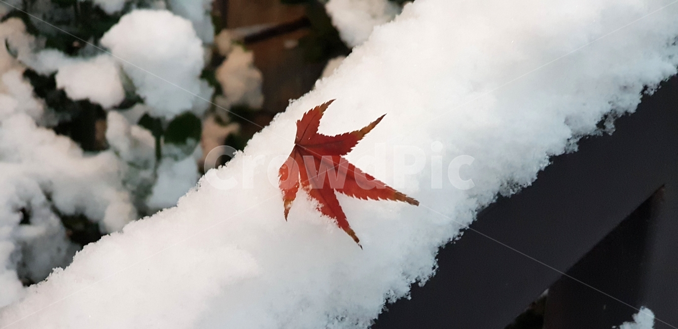 단풍,겨울단풍,첫눈,쌓인눈,단풍하나,겨울,계절,winter,season,식물,자연,plants,nature