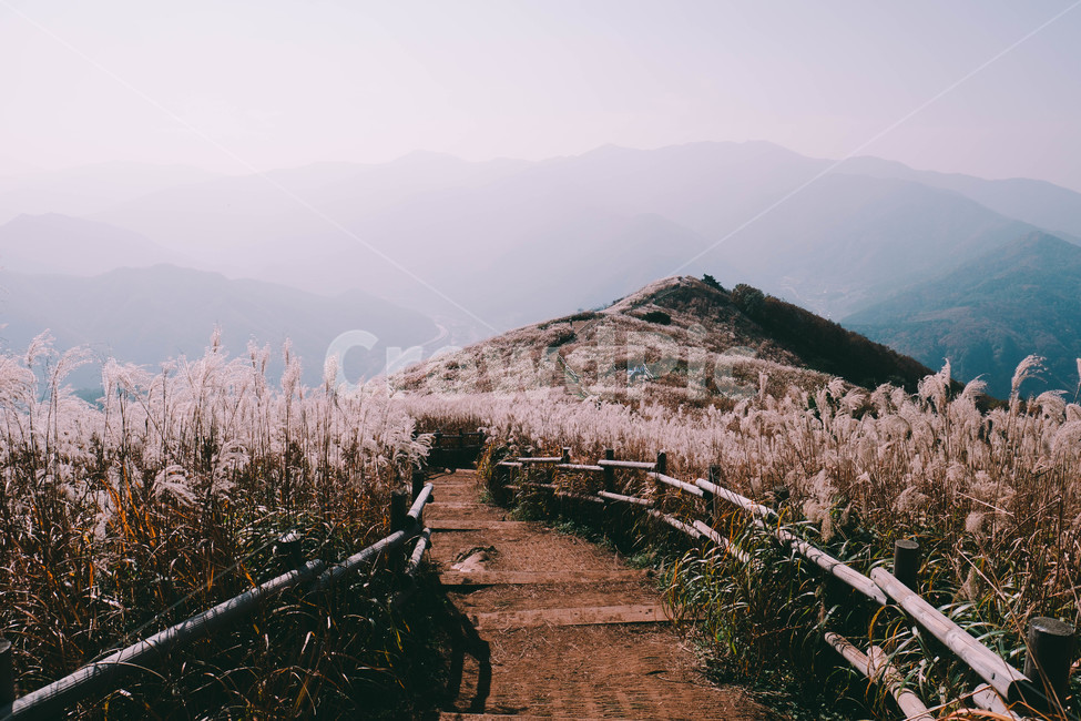 blue sky,scenery,summit,fluttering,fall,autumn reeds,silver grass,season,mountain scenery,sky,Mt Mindungsan,nature,festival,fall breeze,hiking,silver grass field,autumn,autumn mountain,silver grass festival,fall sky,landscape,wind,Korean nature Scenery