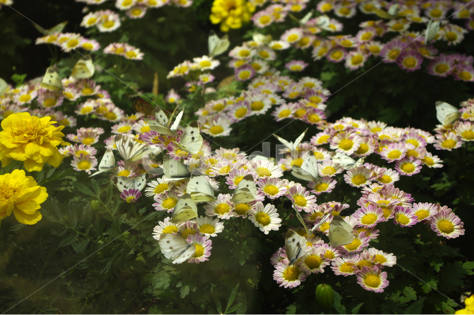 꽃,꽃밭,나비,곤충,bug,betterfly,wing,flower,식물,자연,plants,nature,꽃,flower,동물,animal,곤충,벌레,insect,bug