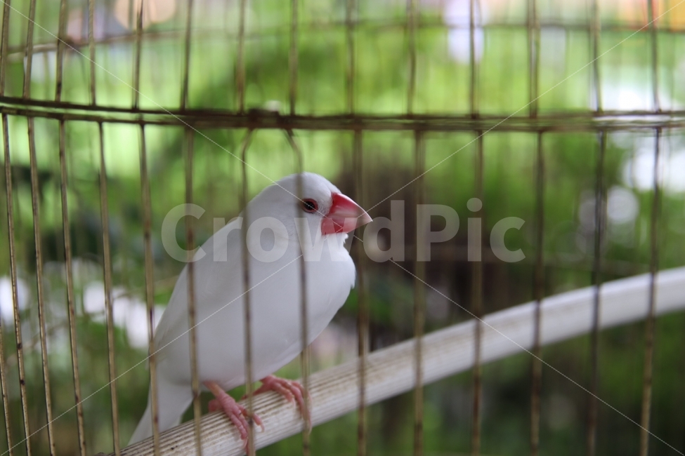 새,새장,작은새,접사,눈빛,동물,animal,조류,새,birds