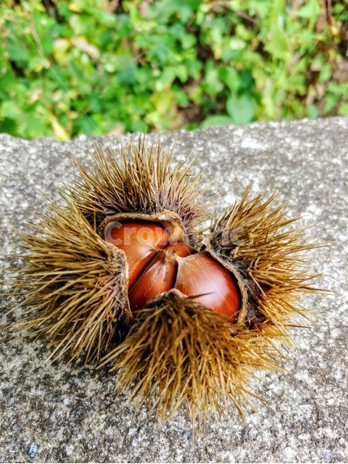 가을,밤,열매,밤송이,가시,과일,열매,fruit