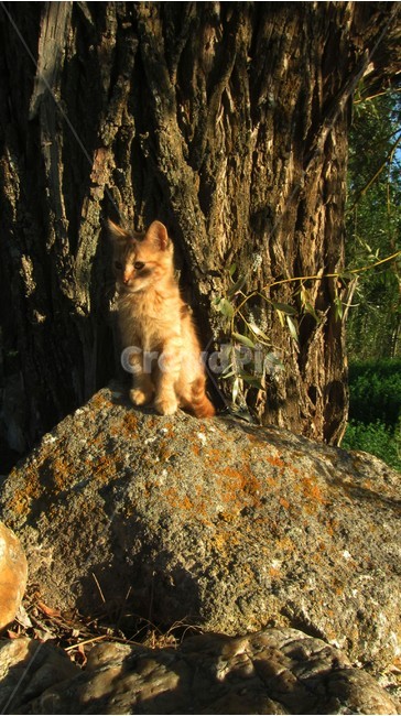 animal,cat,alleycat,turkey,nature,고양이,길고양이,터키,동물,동물,animal