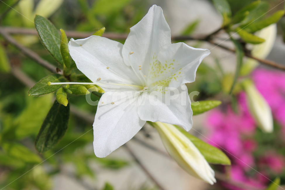 azaleas,azaleasflowers,closeup,decoration,detail,flower,fresh,green,leaf,leaves,macro,natural,nature,plant,royalazaleablossom,whiteazaleasflowers,철쭉,철쭉꽃,클로즈업,디테일,꽃,신선한,그린,녹색,잎,나뭇잎,잎사귀,자연,식물,플라워,진달래,꽃술