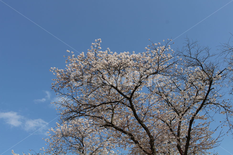 풍경,나무,하늘,벚꽃,cherryblossom