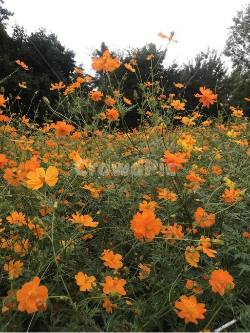 코스모스,주황,가을,꽃,plant,식물,leaf,잎,flowerby
