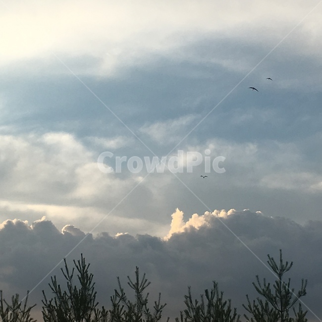 weather,날씨,nature,자연,outdoors,새,구름,bird,cloud