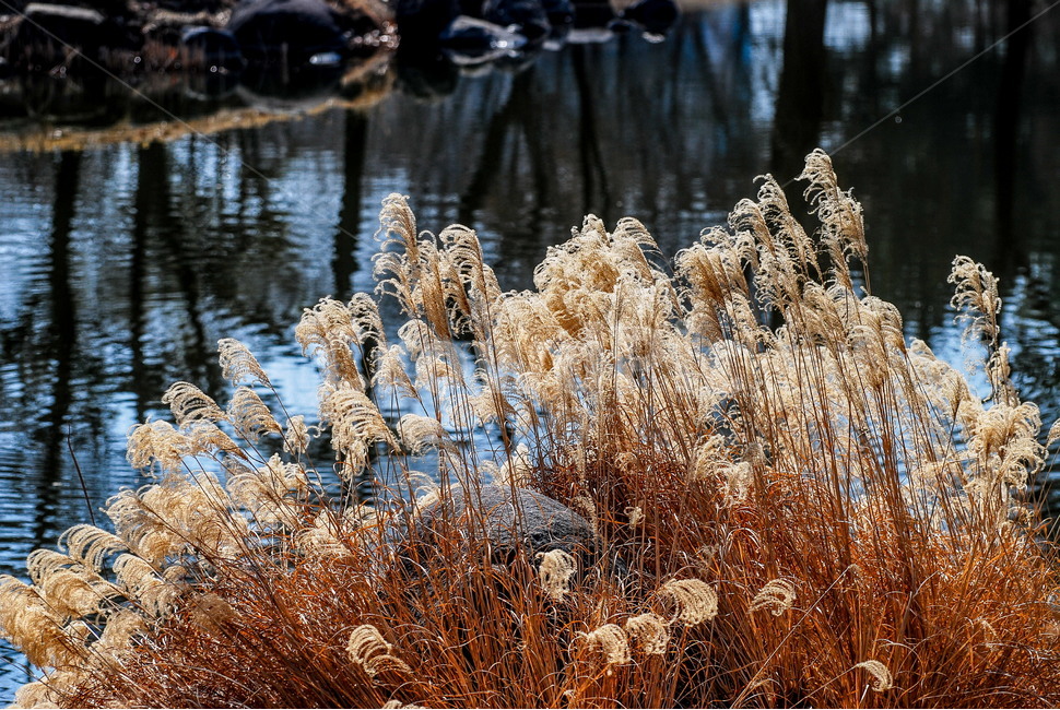 억새,봄,마른억새,연못,갈색,털,은색,가을,계절,fall,autumn,season,식물,자연,plants,nature,grass,잔디,plant,lawn