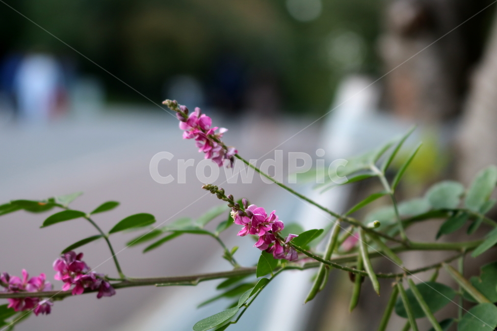 꽃,싸리꽃,싸리나무,싸리,식물,자연,야생화,콩과식물,식물,자연,plants,nature,꽃,flower