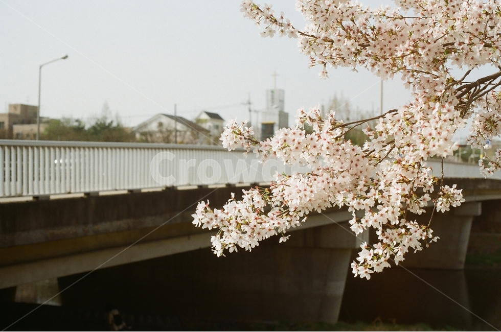 벚꽃,봄,꽃,필름사진,필름카메라,봄,계절,spring,season,식물,자연,plants,nature,꽃,flower,감성,sensible,feeling,plant,blossom