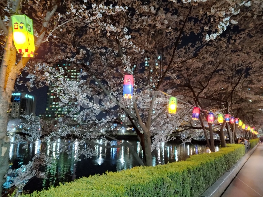 벚꽃,야경,산책,산책길,cherryblossom,등불,호롱불,한국,lamplight,nightview,korea