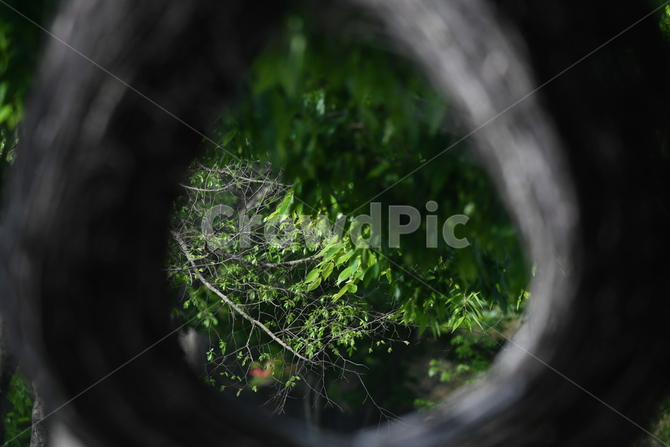 식물,자연풍경,꽃,감성사진,봄,식물,자연,plants,nature