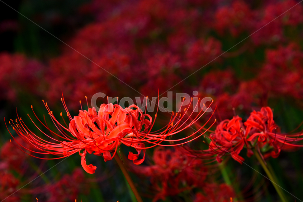 상사화,꽃무릅,꽃무릇,꽃,붉은꽃,그리움,열정,식물,자연,plants,nature,꽃,flower