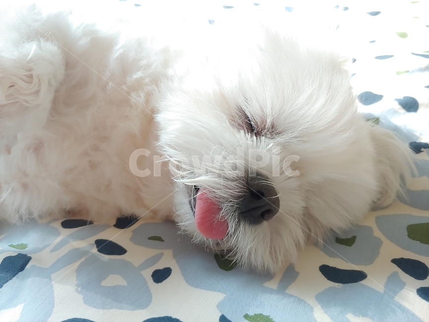 강아지,말티즈,개,동물,반려견,애완동물,animal,포유류,몰티즈,메롱,졸음,흰털,흰털강아지,흰색강아지,댕댕이,maltese,잠자는강아지,아기동물,잠자는말티즈,귀여움,귀여운동물,귀여운강아지,동물,animal,포유류,mammal,개,강아지,dog,doggy