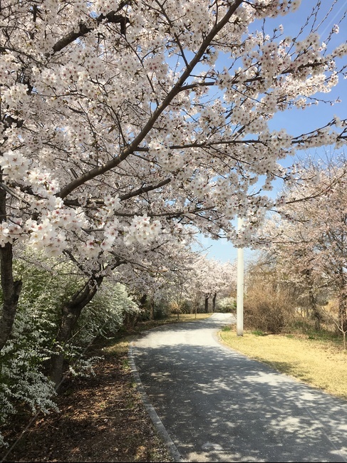 plant,식물,blossom,꽃,flower,cherryblossom,벚꽃,화사한,road,bikeroad,자전거길,산책길,spring,봄,꽃길,봄산책,봄,계절,spring,season