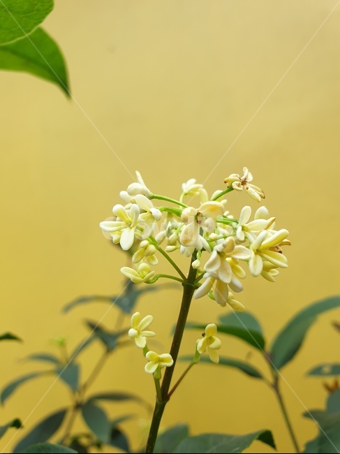 plant,식물,노랑,yellow,꽃,아름다움,예쁜,맑은,하노이,베트남,식물,자연,plants,nature,꽃,flower