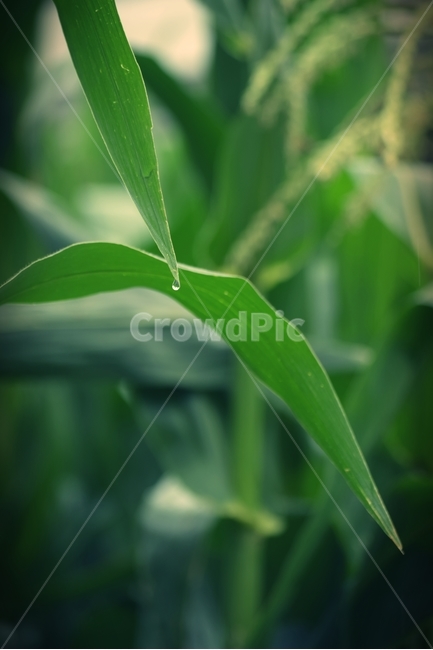 식물,잎,나무,줄기,plant,leaf,식물,자연,plants,nature